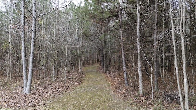 view of local wilderness