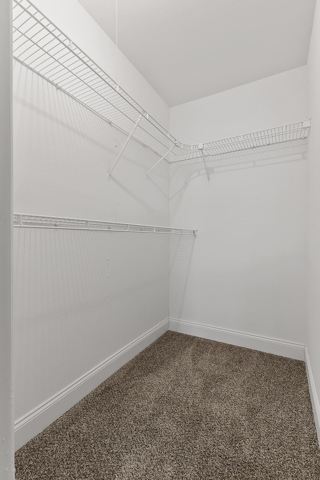 spacious closet featuring carpet floors