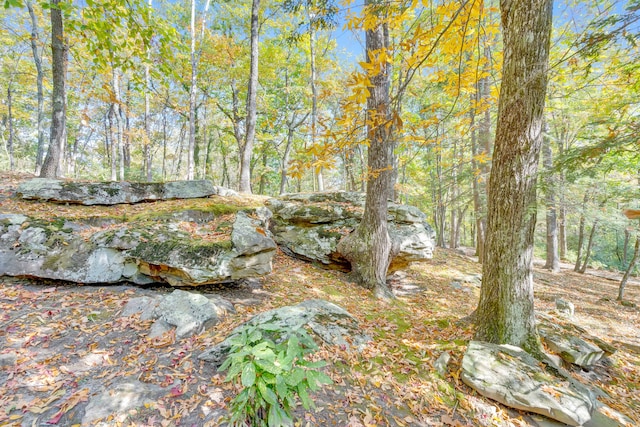 view of local wilderness