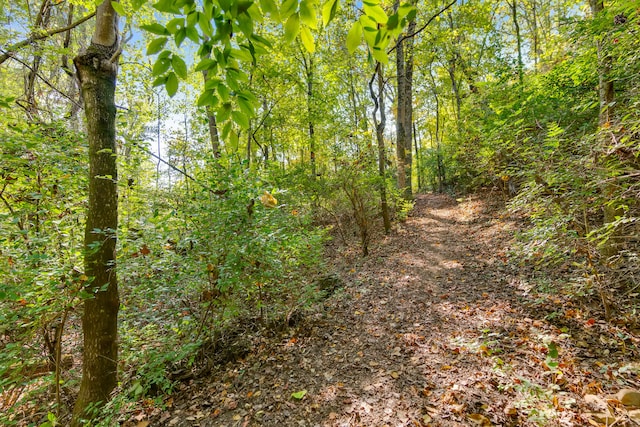 view of local wilderness