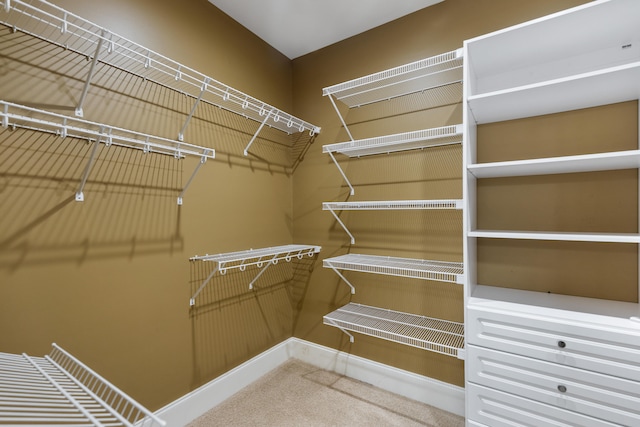 spacious closet featuring carpet