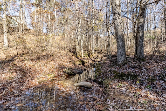 view of local wilderness