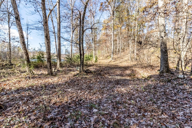 view of local wilderness