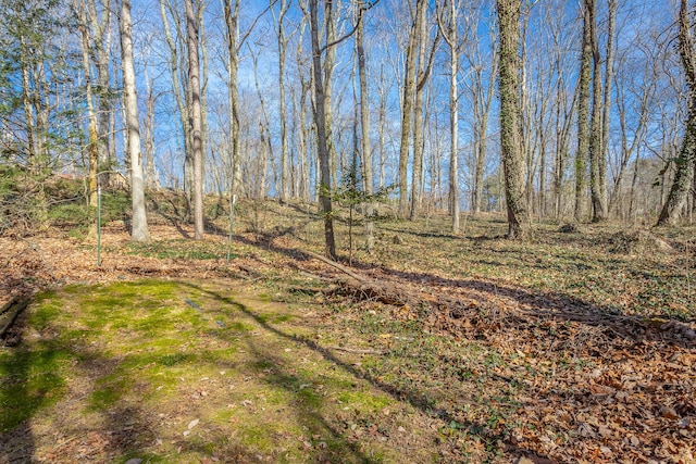 view of local wilderness