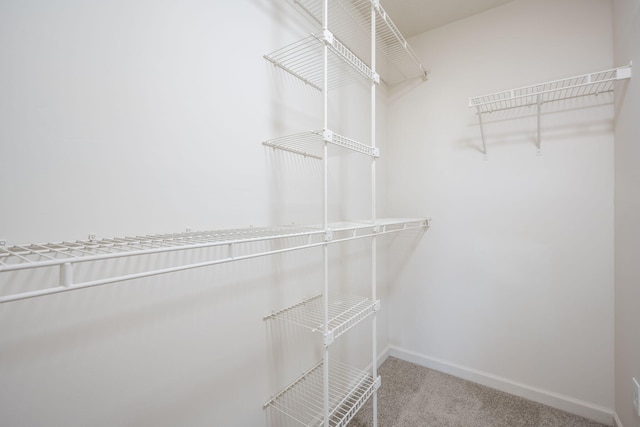 walk in closet featuring carpet floors