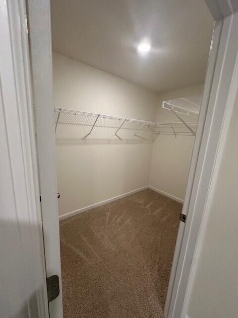 walk in closet featuring carpet flooring