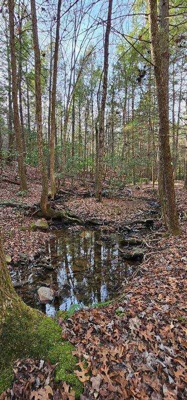 view of local wilderness