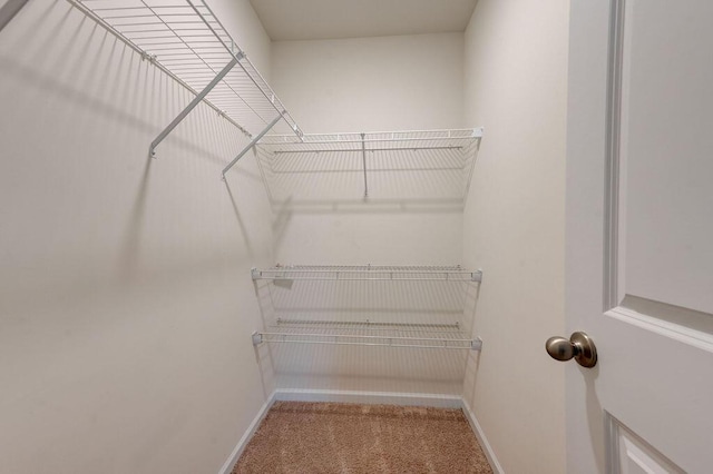 walk in closet with carpet floors