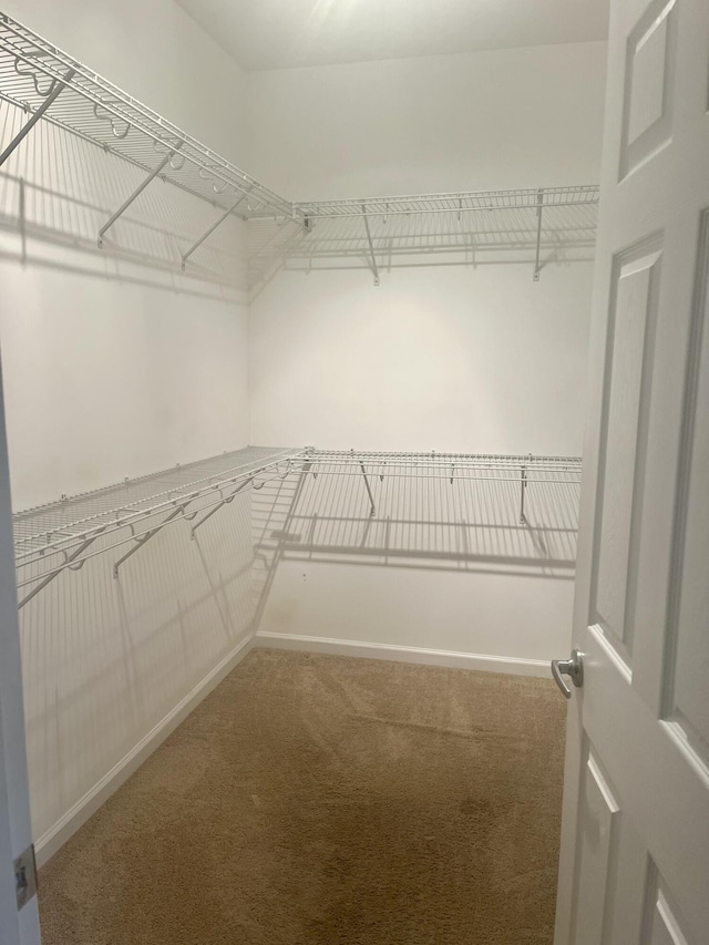 walk in closet with carpet flooring