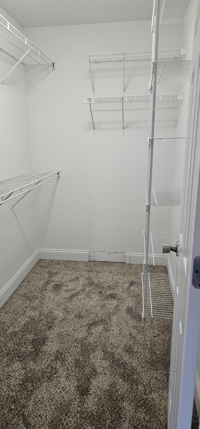 walk in closet featuring carpet floors