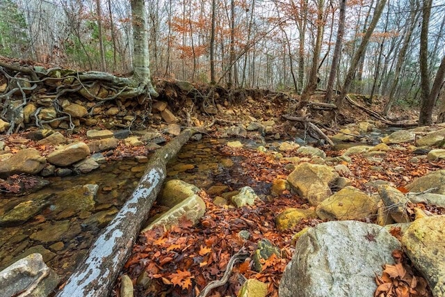 view of local wilderness