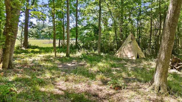 view of local wilderness