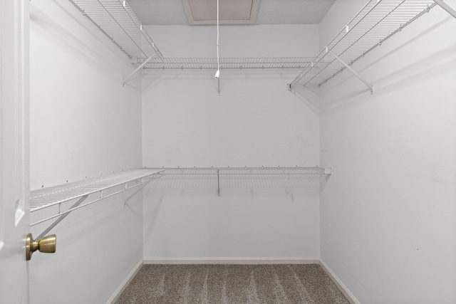 walk in closet featuring attic access and carpet