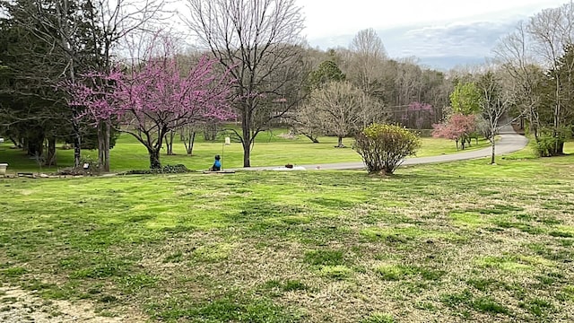 view of community with a lawn