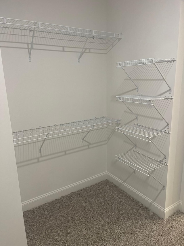 walk in closet with carpet flooring