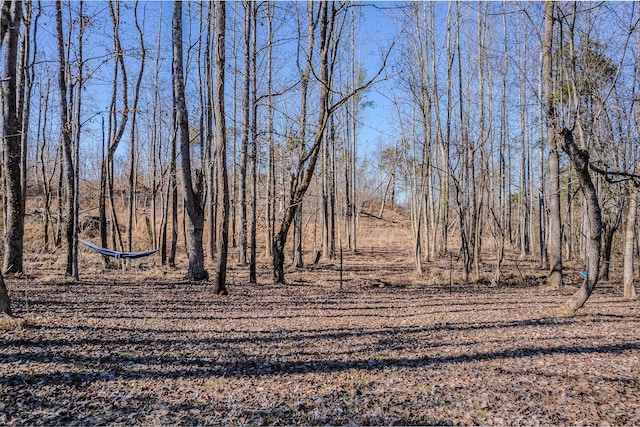 view of local wilderness