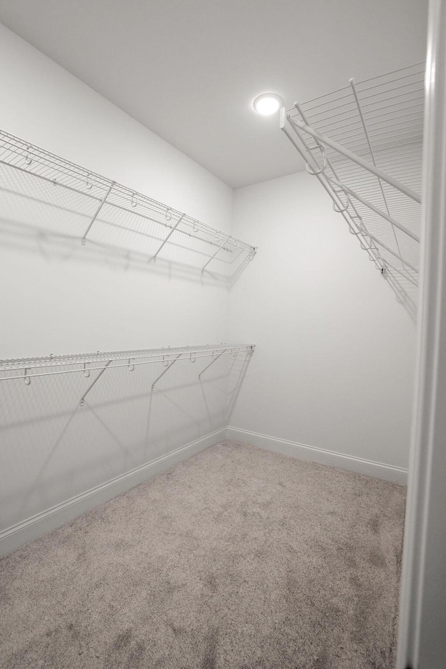 walk in closet featuring carpet floors