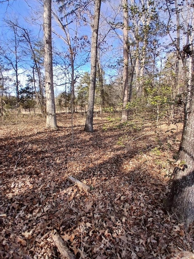 view of local wilderness