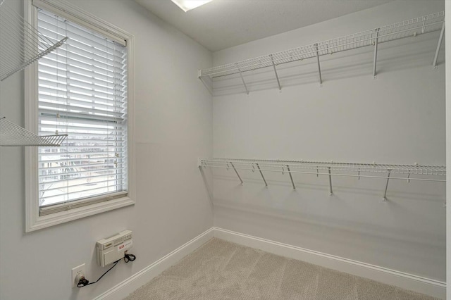 spacious closet featuring carpet