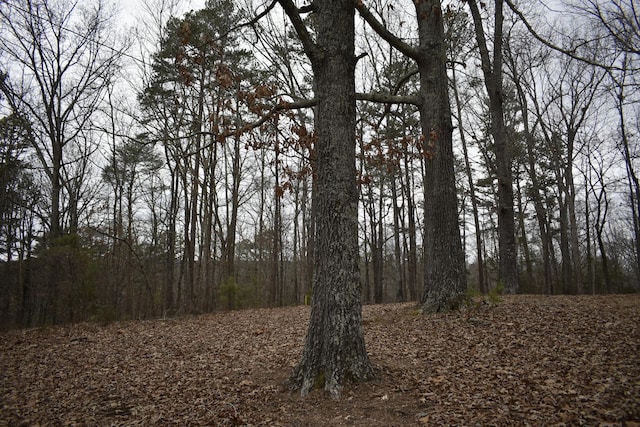 view of local wilderness