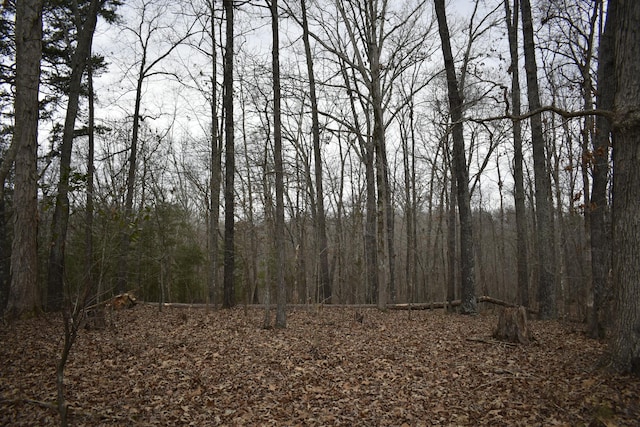 view of local wilderness