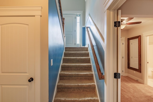 staircase with ceiling fan and carpet