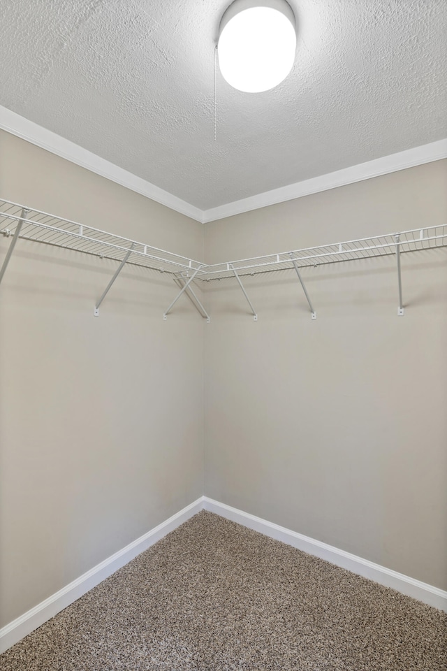 spacious closet featuring carpet flooring