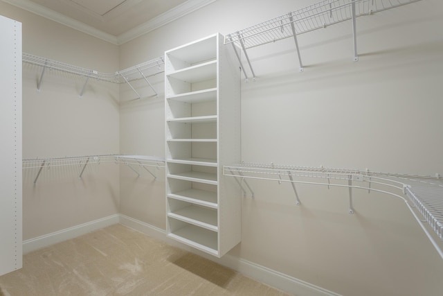 spacious closet featuring carpet