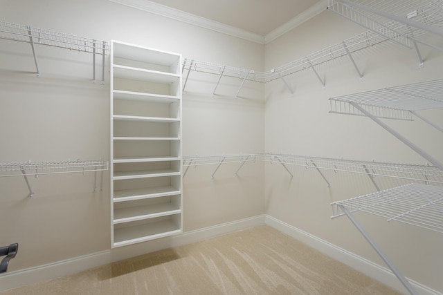 walk in closet with carpet floors