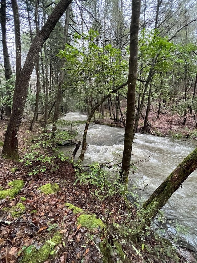 view of local wilderness