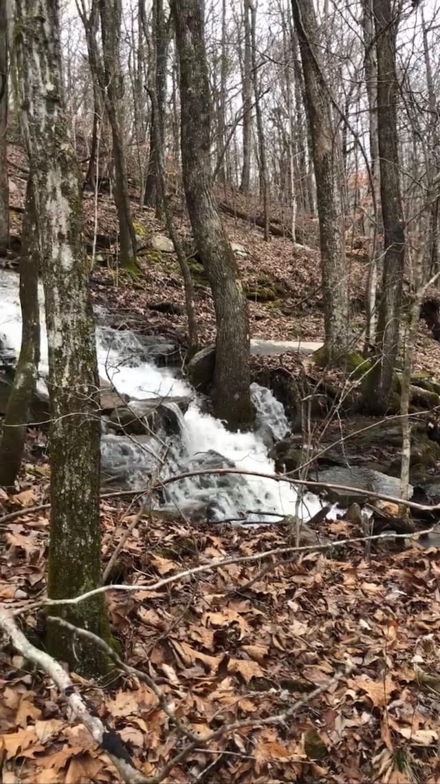 view of local wilderness