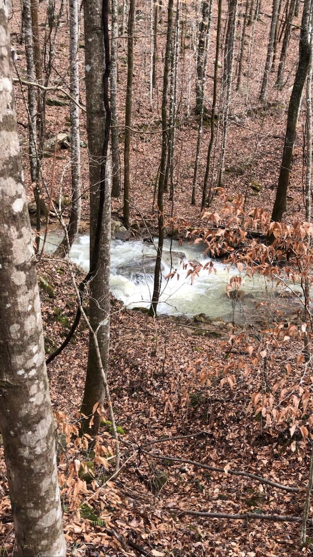 view of local wilderness with a wooded view