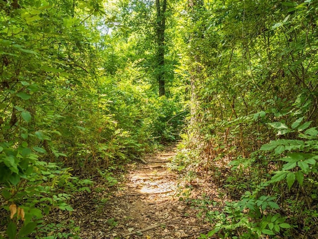 view of local wilderness