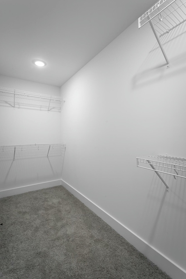 spacious closet featuring carpet