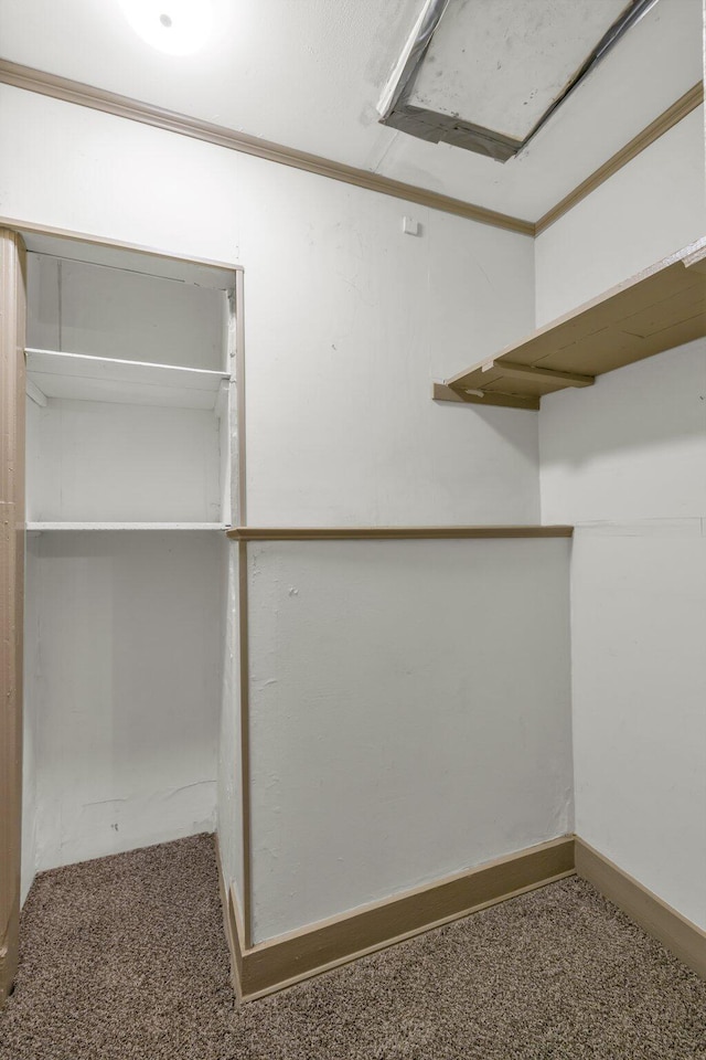 walk in closet with attic access and carpet