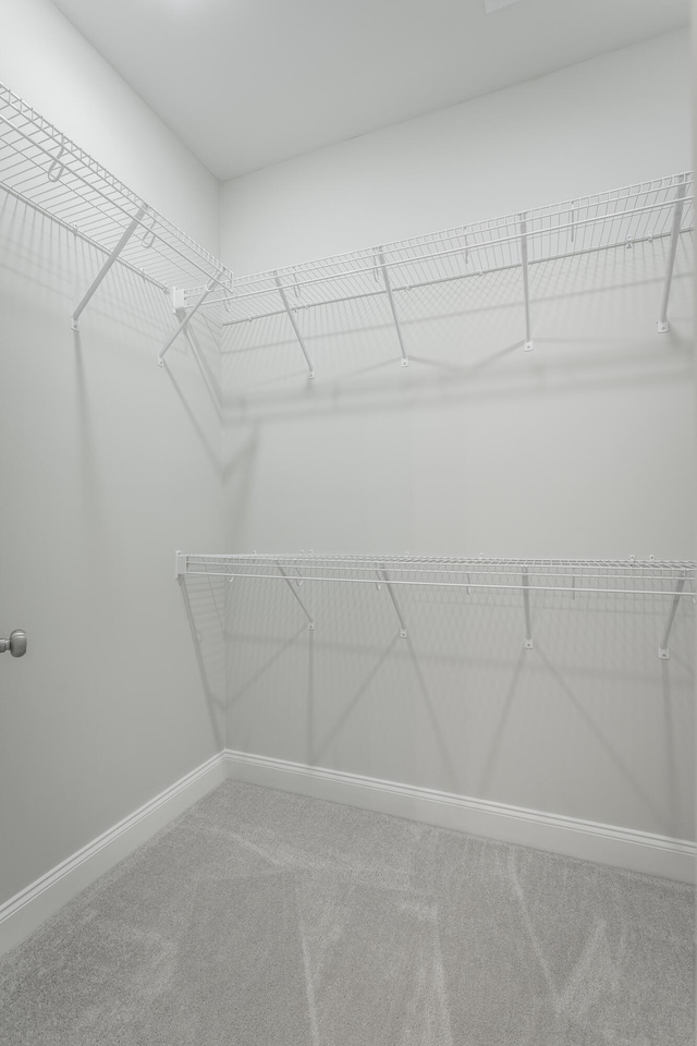 walk in closet featuring carpet floors