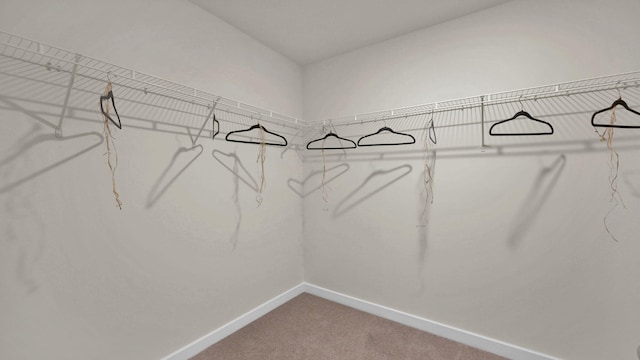 walk in closet featuring carpet flooring