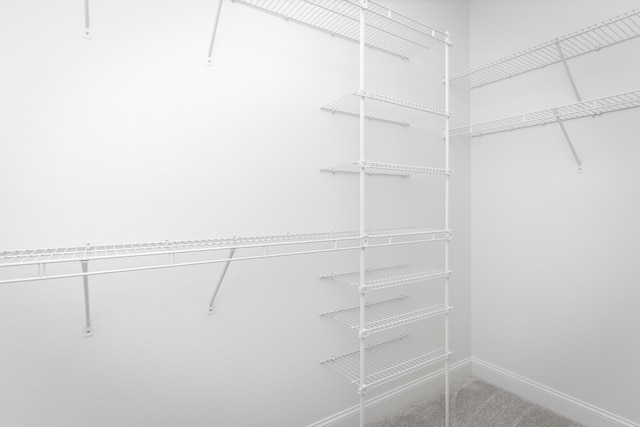 spacious closet featuring carpet
