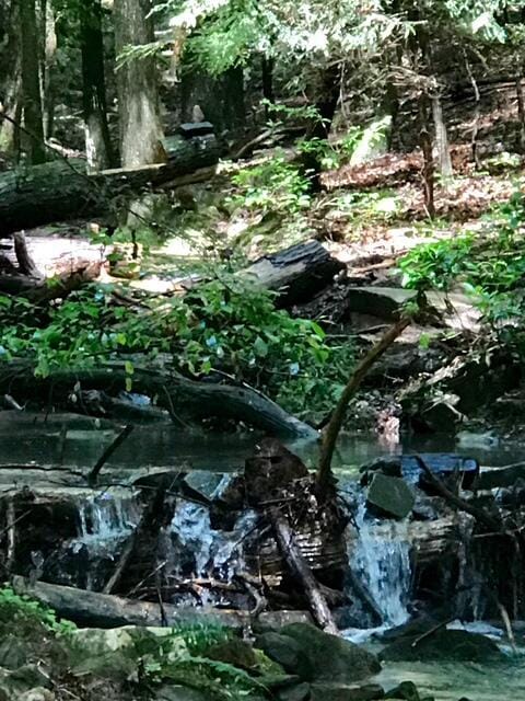 160 Tall Tree Trl, Dunlap, TN 37327 - view of local wilderness