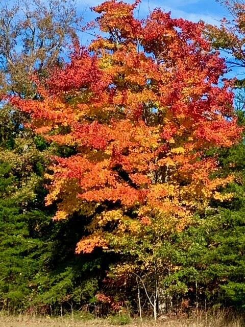 160 Tall Tree Trl, Dunlap, TN 37327 - view of wooded area