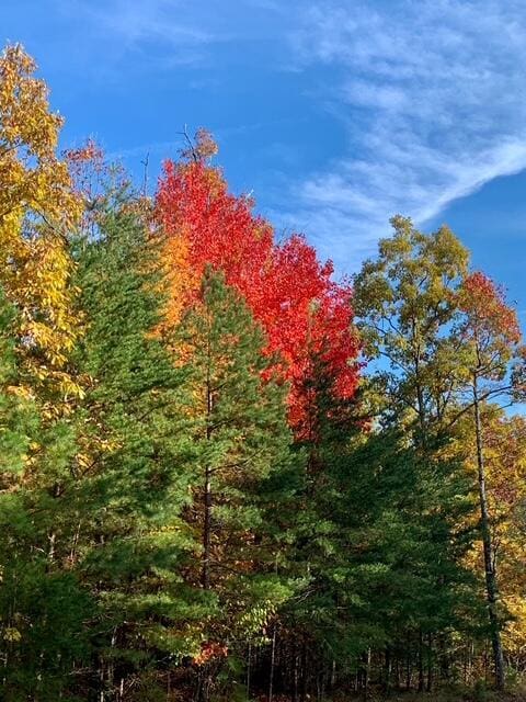160 Tall Tree Trl, Dunlap, TN 37327 - view of wooded area