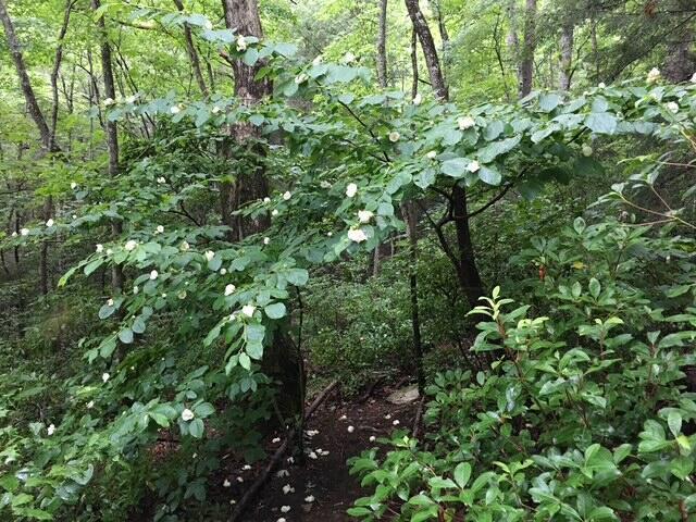 160 Tall Tree Trl, Dunlap, TN 37327 - view of woods