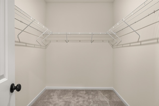 walk in closet featuring carpet flooring