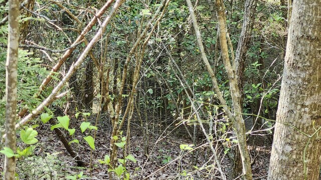 0 Old Holy Water Rd # 1, Tracy City, TN 37387