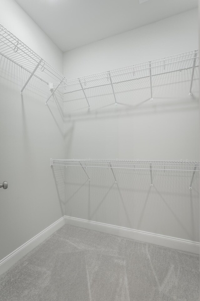 spacious closet featuring carpet flooring