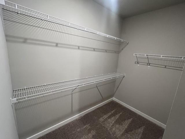 walk in closet featuring carpet flooring