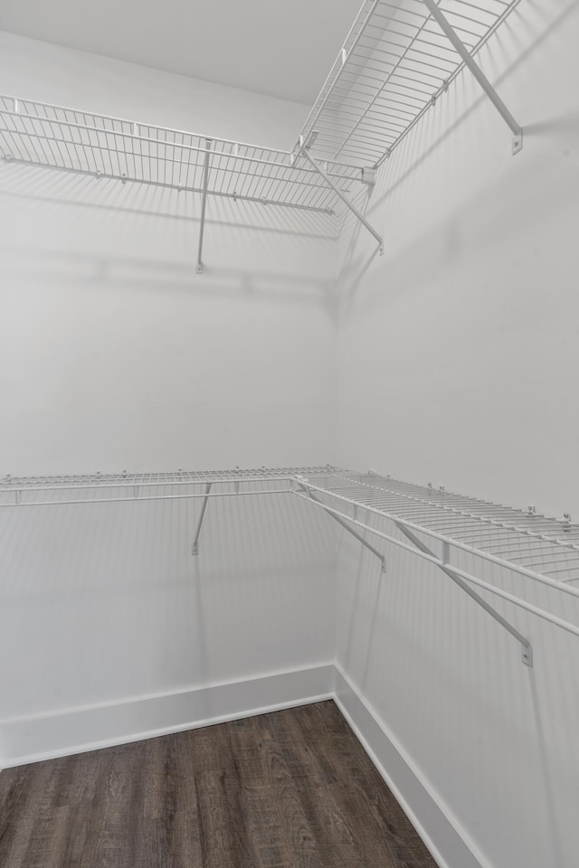 spacious closet featuring dark wood-style flooring