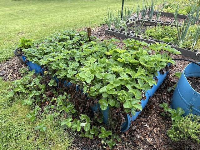 details featuring a vegetable garden