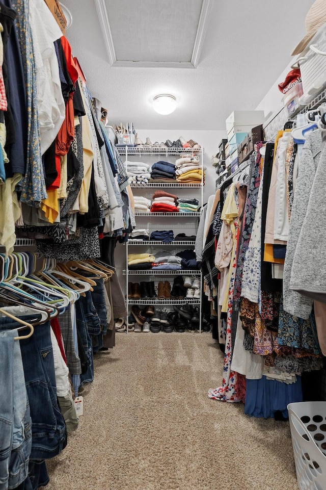 spacious closet with attic access and carpet floors