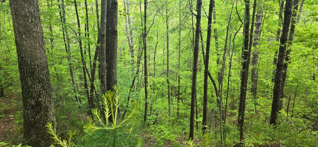 0 Towee Mountain Dr, Reliance, TN 37369